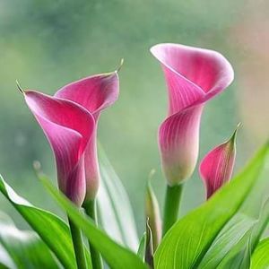 Meet your Posher, Janeth